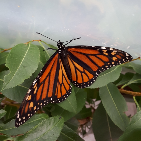 Meet your Posher, Valerie - Picture 2 of 2